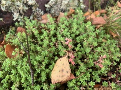 Sedum anglicum