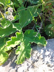 Pelargonium lobatum
