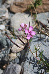 Chamaenerion fleischeri