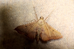 Endotricha flammealis