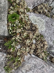 Selaginella tamariscina