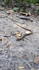 Anguis colchica