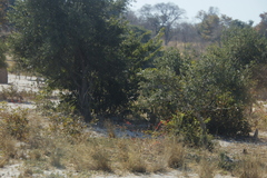 Combretum platypetalum