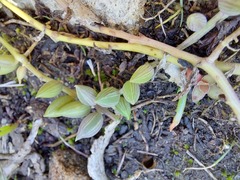 Curio radicans