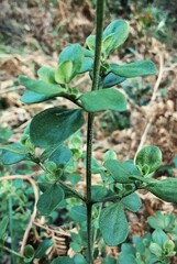 Prostanthera rotundifolia