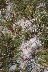 Chamaenerion fleischeri