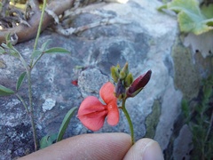 Indigofera claassensii