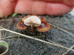 Crinipellis scabella