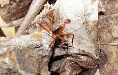 Leptomyrmex tibialis