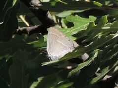 Favonius quercus