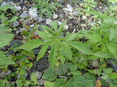 Cannabis sativa spontanea
