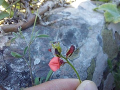 Indigofera claassensii