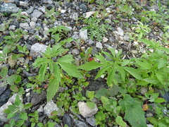 Cannabis sativa spontanea