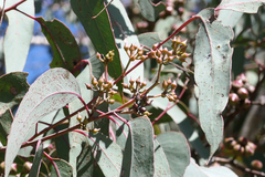 Eucalyptus macrorhyncha