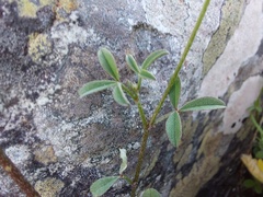 Indigofera claassensii
