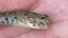 Istigobius decoratus