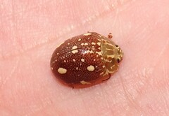 Paropsis marmorea