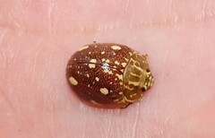 Paropsis marmorea
