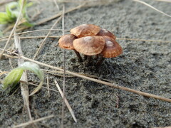 Crinipellis scabella