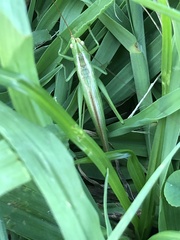 Conocephalus chinensis