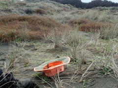 Crinipellis scabella