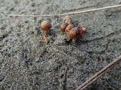 Crinipellis scabella