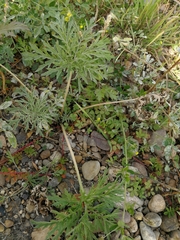 Artemisia sieversiana