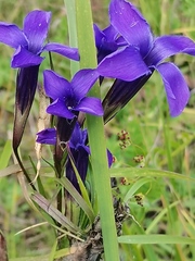 Gentianopsis barbata