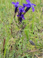Gentianopsis barbata