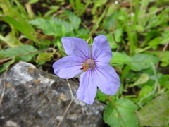 Erodium gruinum
