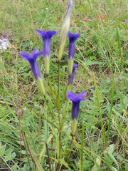 Gentianopsis barbata
