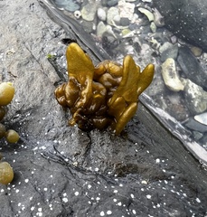 Dactylosiphon bullosus