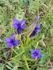 Gentianopsis barbata