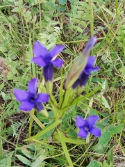 Gentianopsis barbata