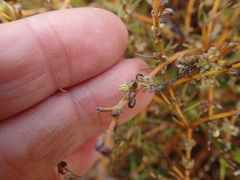 Coprosma acerosa
