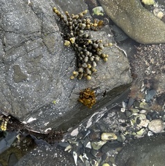 Dactylosiphon bullosus