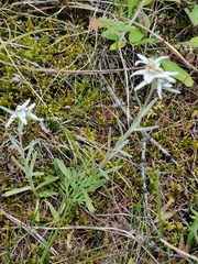 Leontopodium leontopodioides