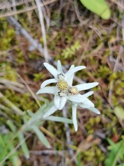 Leontopodium leontopodioides
