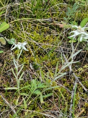 Leontopodium leontopodioides