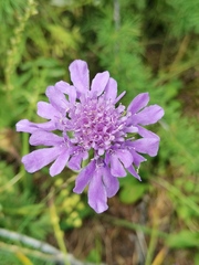 Scabiosa comosa