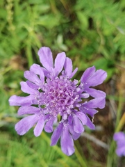 Scabiosa comosa