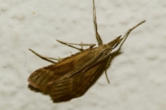 Synaphe punctalis