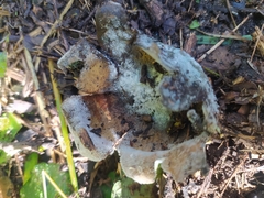 Scleroderma polyrhizum