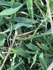 Aiolopus thalassinus tamulus