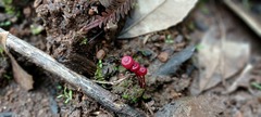 Cruentomycena viscidocruenta