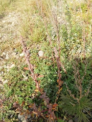 Chenopodium betaceum