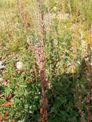 Chenopodium betaceum