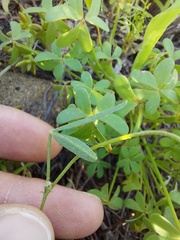Lotononis prostrata