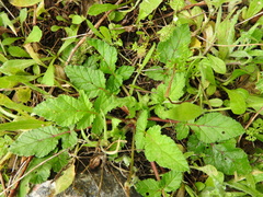 Erodium gruinum