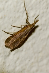 Synaphe punctalis
